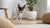 Discovering the Best One Ingredient Dog Treats for Your Furry Friend