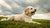 Discovering the Dog Breeds That Need the Least Amount of Exercise