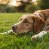 Discovering What Dog Requires the Least Amount of Exercise