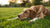 Discovering What Dog Requires the Least Amount of Exercise