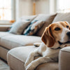Discovering What Dogs Don't Require a Lot of Exercise: Perfect Companions for Busy Lives