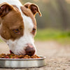 Discovering What Dry Dog Food Is Best for Pitbulls: A Comprehensive Guide to Nutritional Excellence