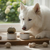 Discovering What Is the Best Canned Dog Food for Seniors: A Comprehensive Guide
