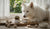 Discovering What Is the Best Canned Dog Food for Seniors: A Comprehensive Guide