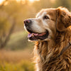 What Is the Best Low Protein Dog Food for Your Pet's Health