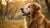 Discovering What is the Best Low Protein Dog Food for Your Furry Friend-141096616175