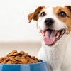 Discovering What Wet Dog Food is the Best Quality for Your Furry Friend