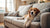 Discovering Which Dogs Don’t Need a Lot of Exercise: Perfect Companions for Busy Lifestyles