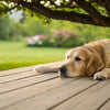 Discovering Which Dogs Require the Least Exercise: A Guide for the Busy Pet Owner
