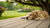 Discovering Which Dogs Require the Least Exercise: A Guide for the Busy Pet Owner