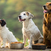Do All Dogs Eat the Same Food? Finding the Right Balance