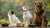 Do All Dogs Eat the Same Food? Exploring Canine Dietary Needs and Preferences