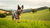 Do Australian Cattle Dogs Need a Lot of Exercise? Understanding the Energy Needs of This Dynamic Breed