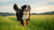 Do Bernese Mountain Dogs Need a Lot of Exercise? Understanding Their Needs