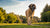 Do Big Dogs Need More Exercise? Understanding the Exercise Requirements for Large Breeds