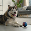 Do Blueberries Give Dogs Diarrhea? What Every Dog Owner Should Know