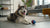 Do Blueberries Give Dogs Diarrhea? What Every Dog Owner Should Know