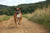 Do Boxer Dogs Need a Lot of Exercise? A Complete Guide