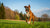 Do Boxer Dogs Need a Lot of Exercise? Understanding Their Unique Needs