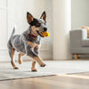 Do Calming Dog Treats Work? Understanding Their Benefits and Limitations