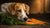 Do Carrots Give Dogs Diarrhea? Understanding the Nutritional Impact and Safe Feeding Guidelines