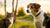 Do Cats Copy Dog Behavior? Understanding the Canine Influence on Feline Friends-141100908783