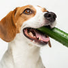 Do Cucumbers Help Dogs Lose Weight? The Benefits of This Crunchy Snack