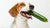 Do Cucumbers Help Dogs Lose Weight? The Benefits of This Crunchy Snack