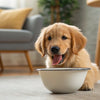 Do Dog Treats Expire? Your Comprehensive Guide to Canine Snack Safety
