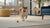 Do Dogs Actually Like Kibble? Understanding Canine Preferences for Food