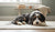 Do Dogs Behavior Change After Neutering? Understanding the Impact on Our Furry Companions-141422231791