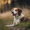 Do Dogs Behavior Change After Spaying?