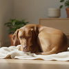 Do Dogs' Behavior Change When in Heat? Understanding the Estrous Cycle in Dogs