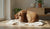 Do Dogs' Behavior Change When in Heat? Understanding the Estrous Cycle in Dogs-141423083759