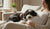Do Dogs’ Behavior Change When Pregnant? Understanding the Canine Response to Human Pregnancy