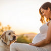 Do Dogs Behavior Change When Owner is Pregnant?