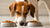 Do Dogs Care If Their Food Is Hot or Cold? Understanding Your Pup's Preferences