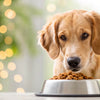 Do Dogs Drink Less Water on Wet Food? Understanding Hydration and Diet
