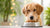Do Dogs Drink Less Water on Wet Food? Understanding Hydration and Diet