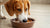 Do Dogs Drink Less Water When Eating Wet Food? Understanding the Hydration Dynamics of Our Canine Companions