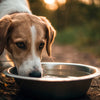 Do Dogs Drink Less Water When They Eat Wet Food? Understanding Your Pet’s Hydration Needs