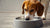 Do Dogs Drink Less Water with Wet Food? Exploring Hydration Needs for Our Furry Friends