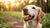 Do Dogs Eat Biscuits? Exploring Safe Treat Options for Your Furry Friends-141106807023