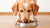 Do Dogs Eat Cold Food? Understanding Canine Meal Preferences and Health