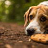 Do Dogs Eat Cookies? A Comprehensive Guide to Canine Treat Safety