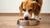 Do Dogs Eat Hot Food? A Comprehensive Guide to Warming Up Your Pup's Meals
