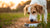 Do Dogs Eat Kibble? Understanding the Nutritional Needs of Our Canine Companions