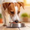 Do Dogs Eat Salty Foods? Understanding Sodium's Role in Your Dog’s Diet