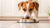 Do Dogs Ever Get Tired of Eating the Same Food? Understanding Your Pup's Dining Habits-140139921647
