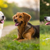 Do Dogs Gain Weight After Getting Fixed? Understanding the Link Between Neutering and Weight Gain